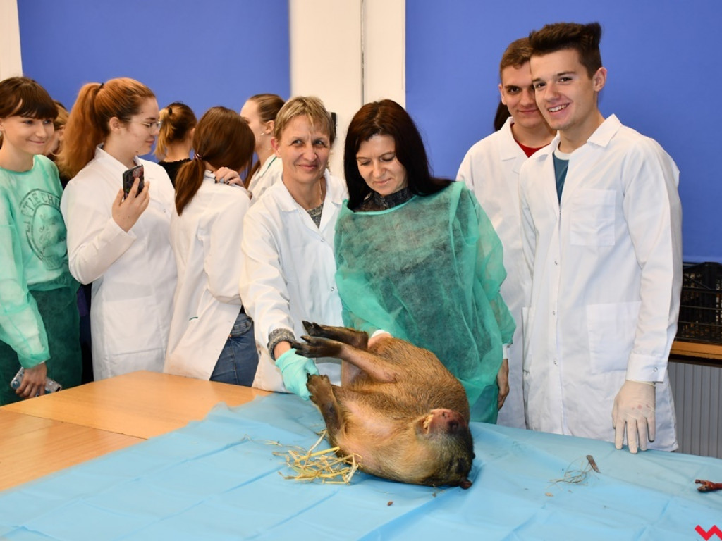 Nietypowe zajęcia w technikum weterynaryjnym. Ujrzeć wnętrze pytona