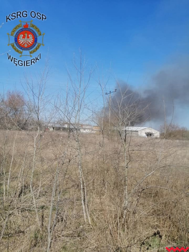 Groźny pożar w fabryce pelletu. Spaliła się cała hala, zawalił się dach