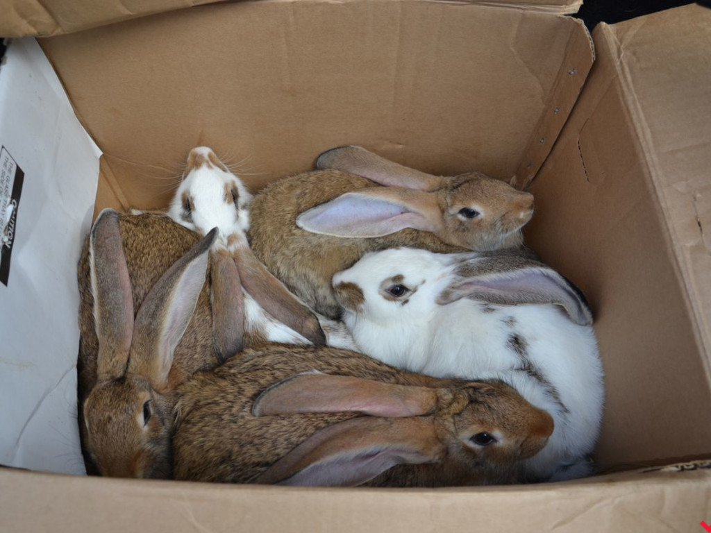 Taniej, zdrowiej, weselej. Tak wyglądał wrzesiński targ w czasach przed epidemią