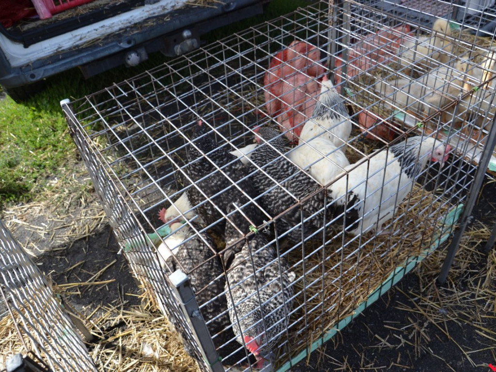 Taniej, zdrowiej, weselej. Tak wyglądał wrzesiński targ w czasach przed epidemią
