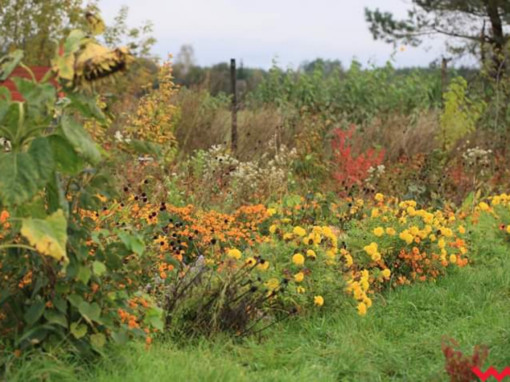 Przytulić się do ziemi. Z wizytą w ogrodzie permakulturowym państwa Woźniaków