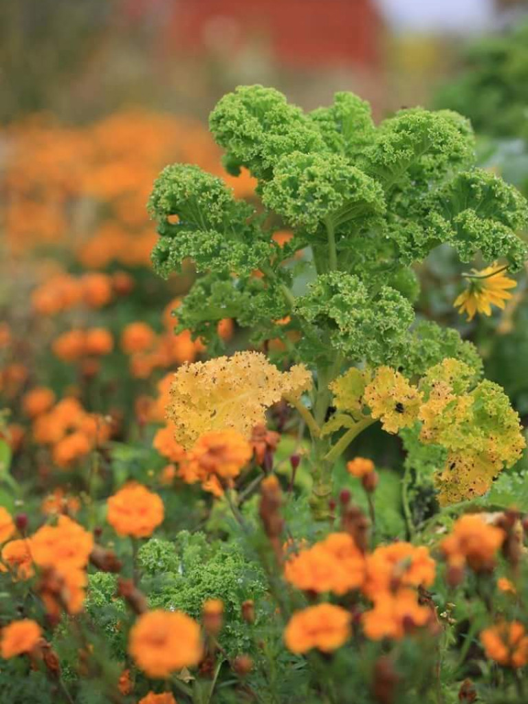 Przytulić się do ziemi. Z wizytą w ogrodzie permakulturowym państwa Woźniaków