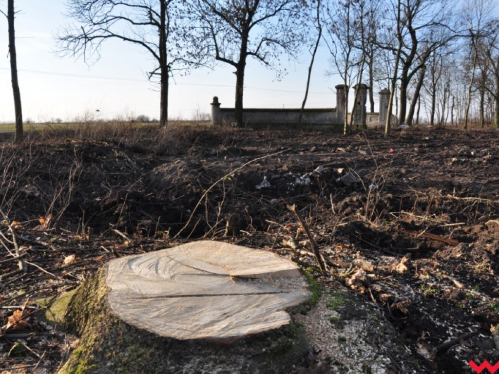 Rajmund Gąsiorek triumfuje. Kolejna kara za nielegalną wycinkę uchylona