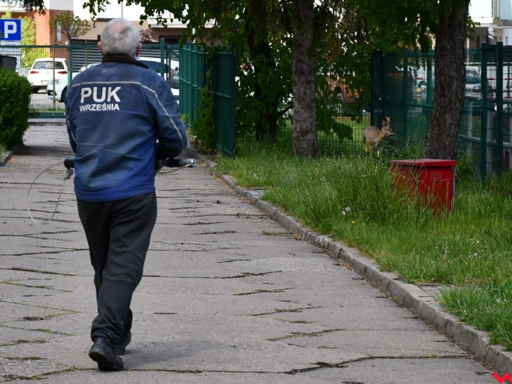 Obława na koziołka w Zespole Szkół Technicznych i Ogólnokształcących