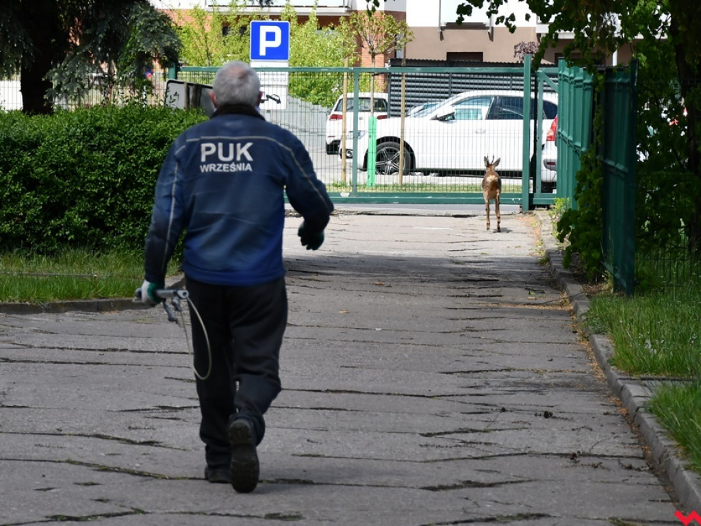 Obława na koziołka w Zespole Szkół Technicznych i Ogólnokształcących