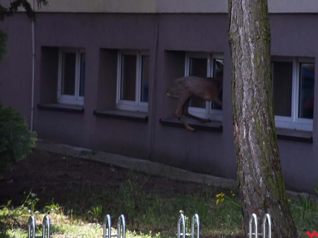 Obława na koziołka w Zespole Szkół Technicznych i Ogólnokształcących