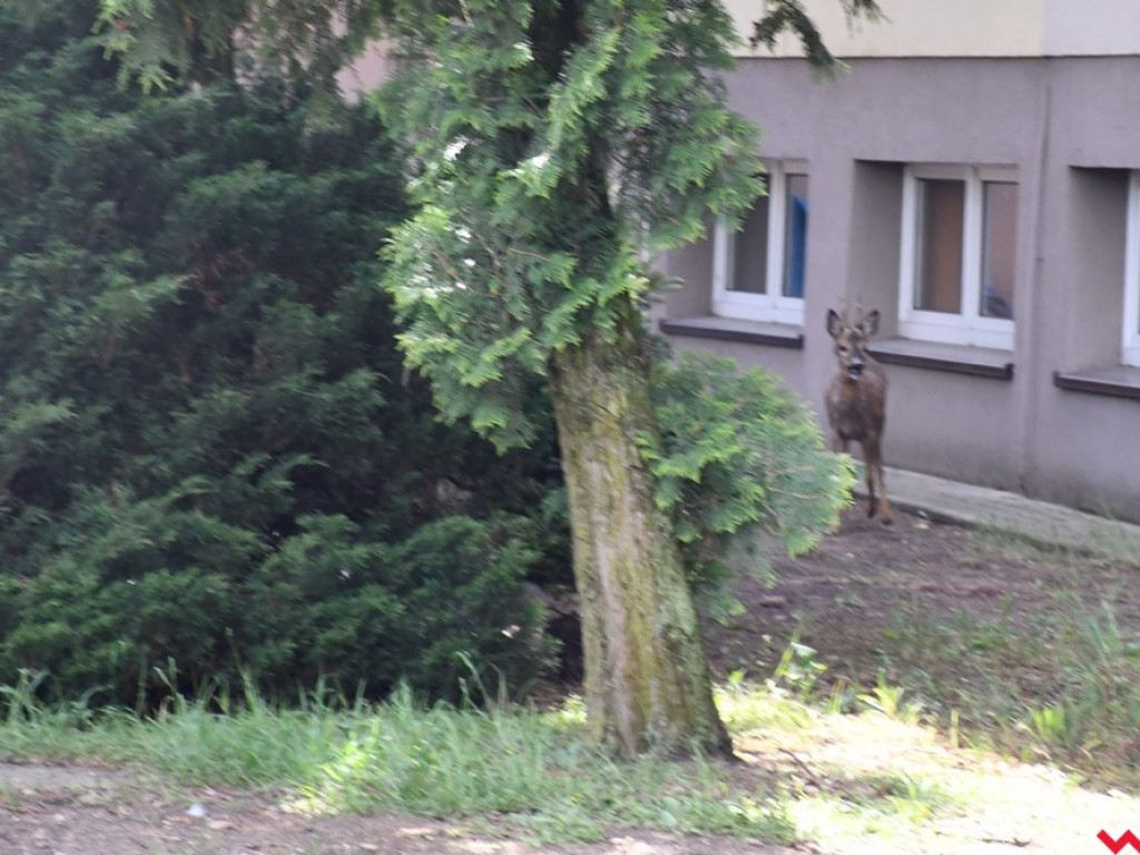 Obława na koziołka w Zespole Szkół Technicznych i Ogólnokształcących