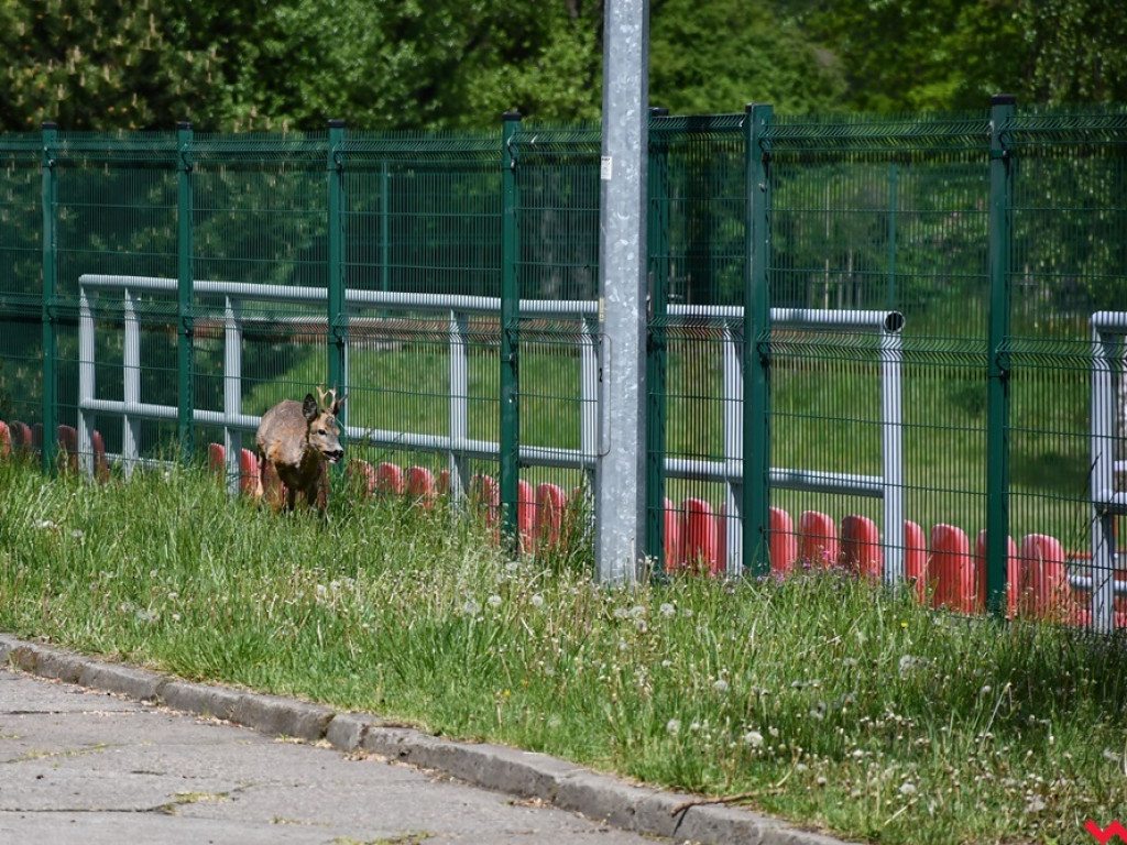 Obława na koziołka w Zespole Szkół Technicznych i Ogólnokształcących