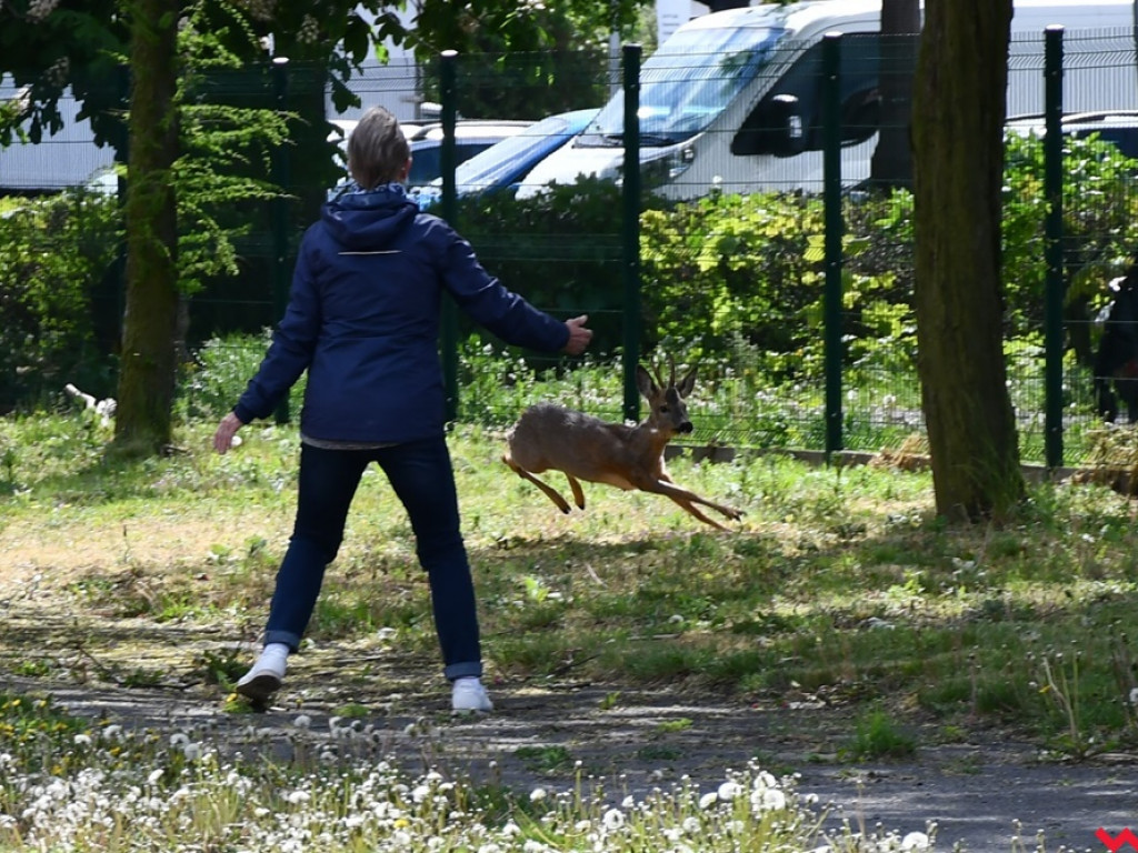Obława na koziołka w Zespole Szkół Technicznych i Ogólnokształcących