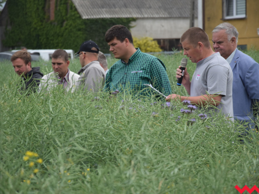 Jak rzepak i zboża zachowały się w czasie suszy? Dni Pola w Sędziwojewie