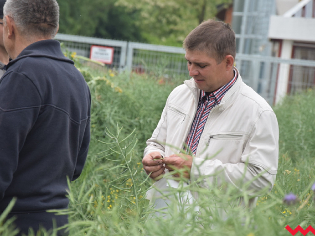 Jak rzepak i zboża zachowały się w czasie suszy? Dni Pola w Sędziwojewie