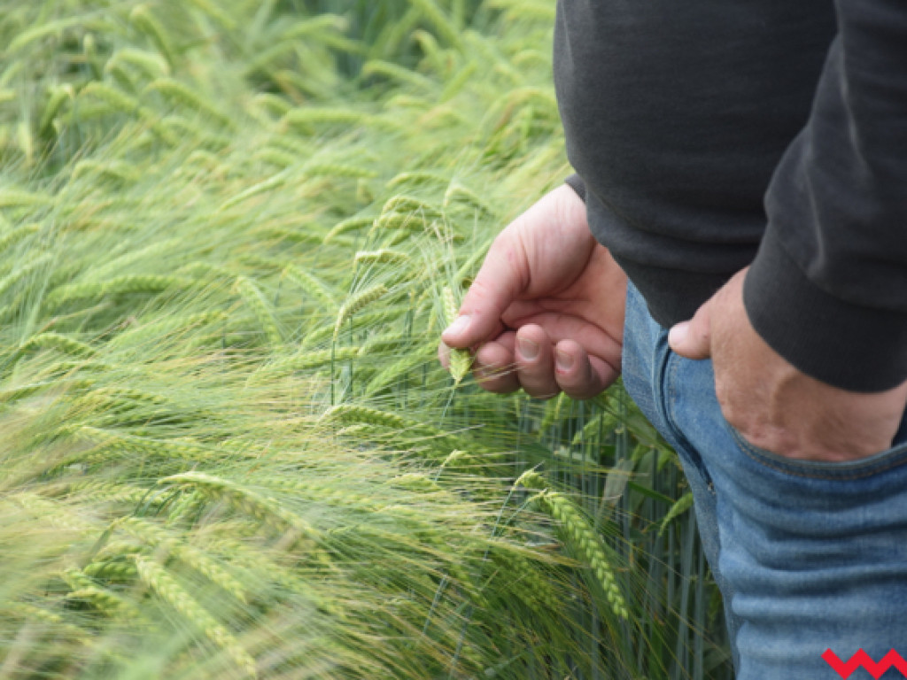 Jak rzepak i zboża zachowały się w czasie suszy? Dni Pola w Sędziwojewie