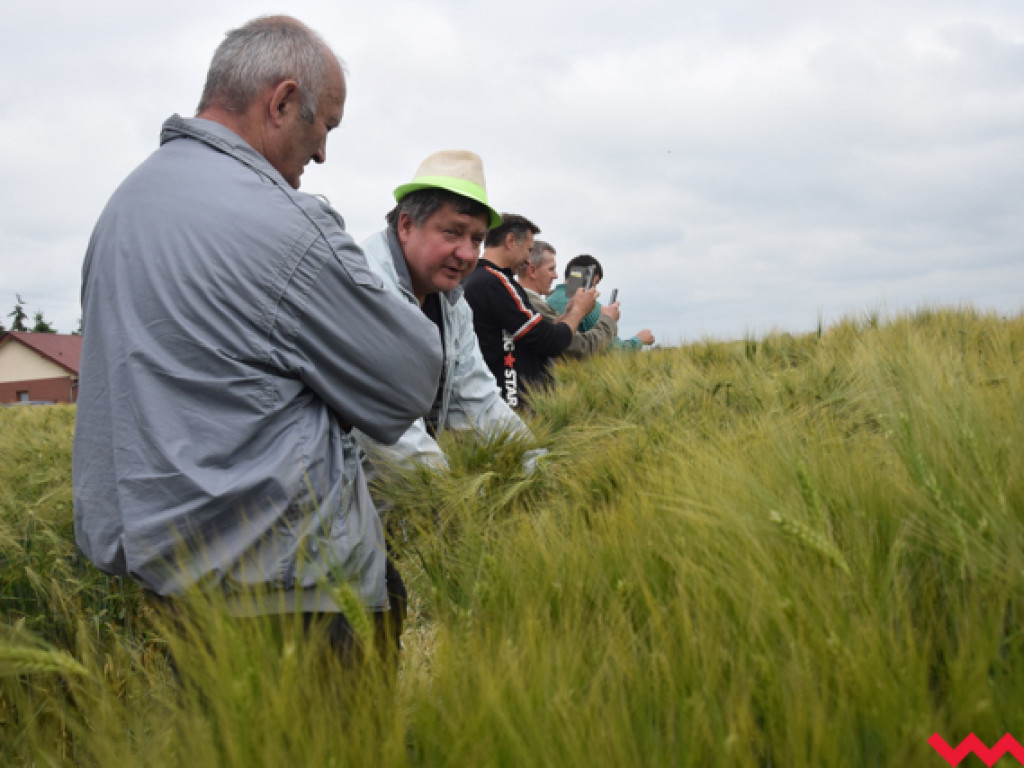 Jak rzepak i zboża zachowały się w czasie suszy? Dni Pola w Sędziwojewie