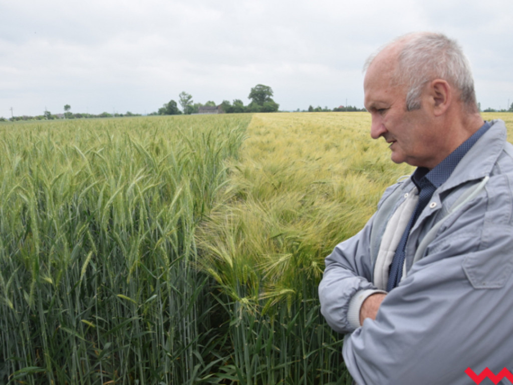 Jak rzepak i zboża zachowały się w czasie suszy? Dni Pola w Sędziwojewie