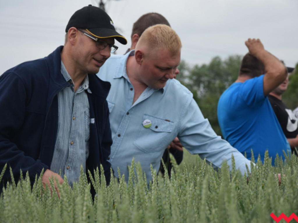 Jak rzepak i zboża zachowały się w czasie suszy? Dni Pola w Sędziwojewie