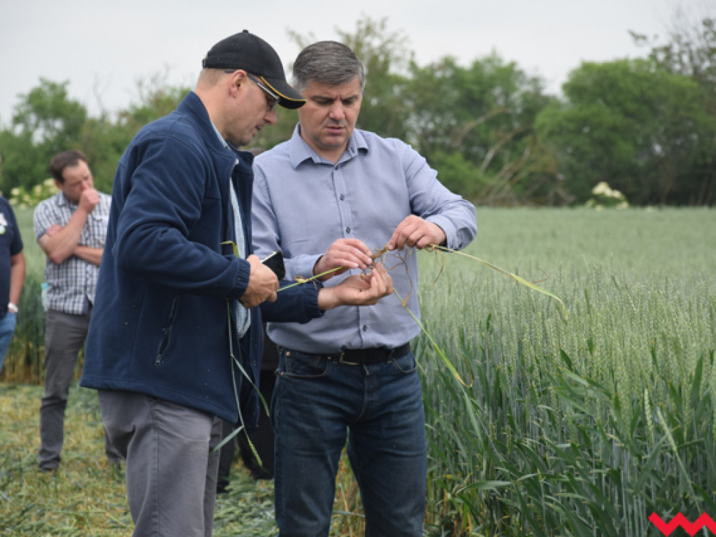 Jak rzepak i zboża zachowały się w czasie suszy? Dni Pola w Sędziwojewie
