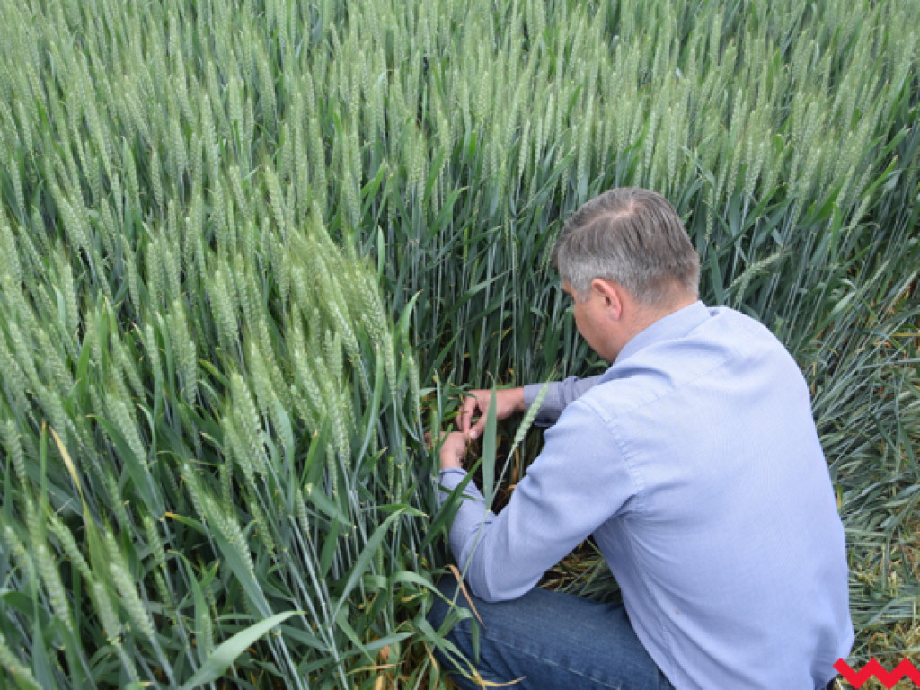 Jak rzepak i zboża zachowały się w czasie suszy? Dni Pola w Sędziwojewie