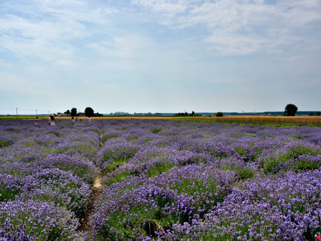 Zaczarowane miejsca Marka Pichety. Co warto zobaczyć w okolicy?