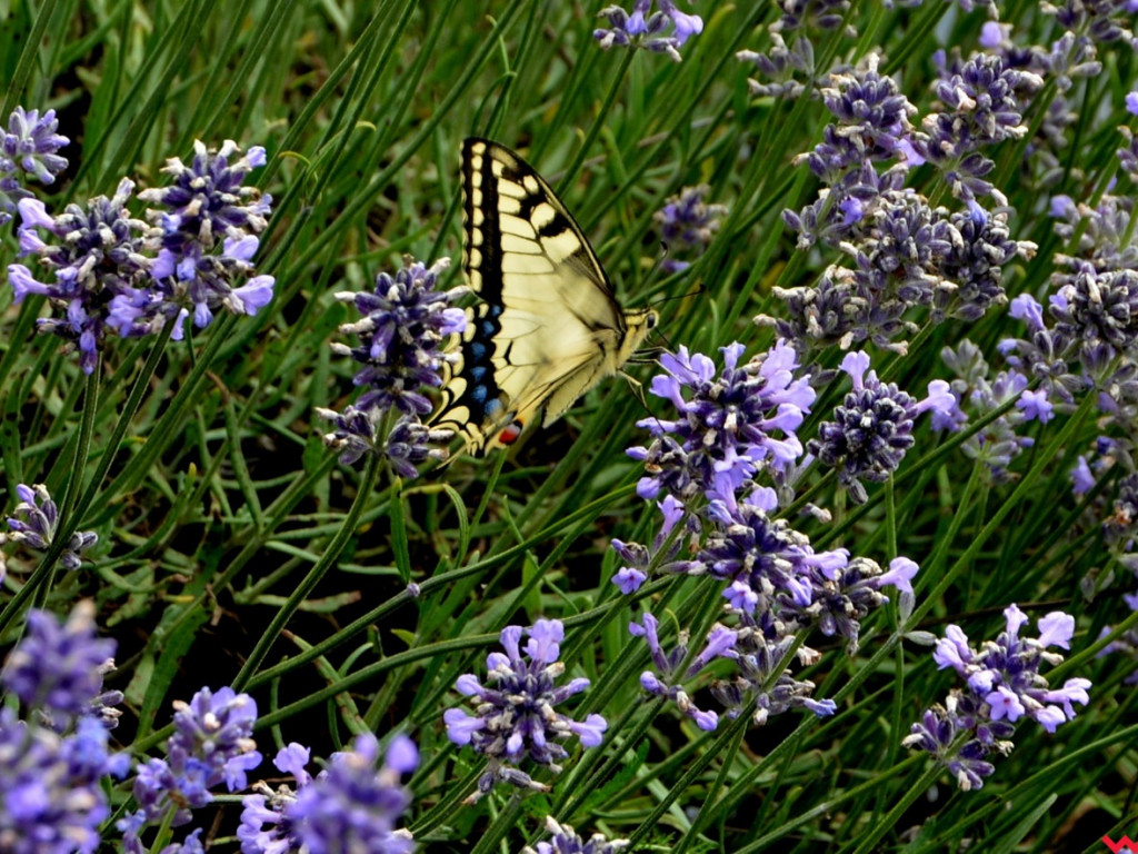 Zaczarowane miejsca Marka Pichety. Co warto zobaczyć w okolicy?