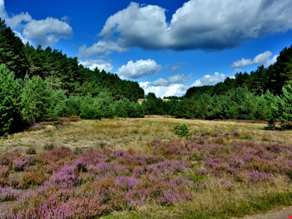 Zaczarowane miejsca Marka Pichety. Co warto zobaczyć w okolicy?