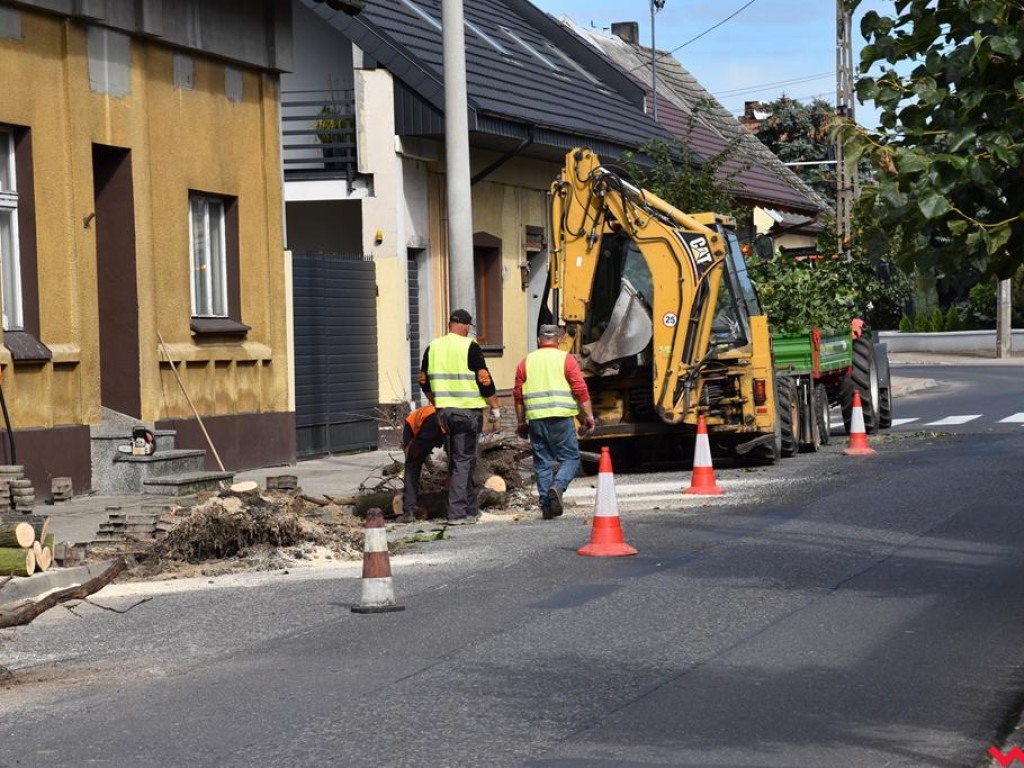 Młode drzewa zamiast starych na ulicy Niepodległości