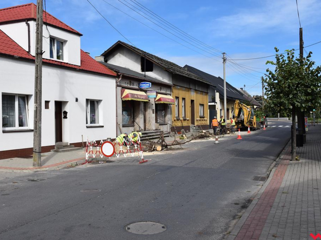 Młode drzewa zamiast starych na ulicy Niepodległości