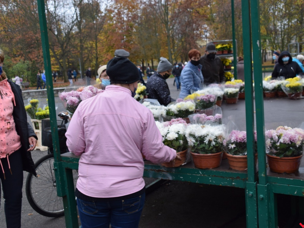 Chryzantemy we Wrześni rozeszły się błyskawicznie. Większość trafi do ogródków i na balkony