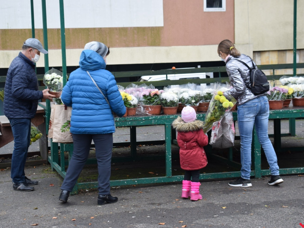 Chryzantemy we Wrześni rozeszły się błyskawicznie. Większość trafi do ogródków i na balkony
