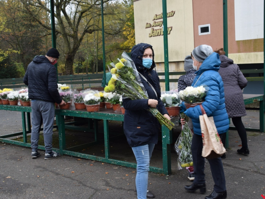 Chryzantemy we Wrześni rozeszły się błyskawicznie. Większość trafi do ogródków i na balkony