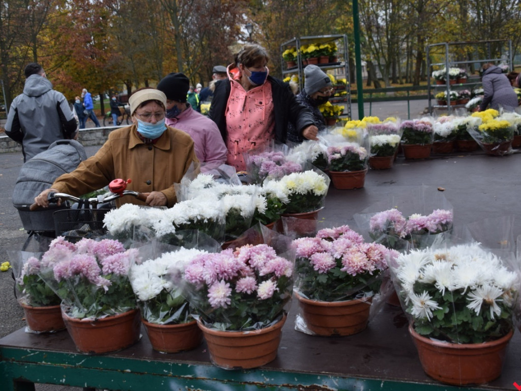 Chryzantemy we Wrześni rozeszły się błyskawicznie. Większość trafi do ogródków i na balkony