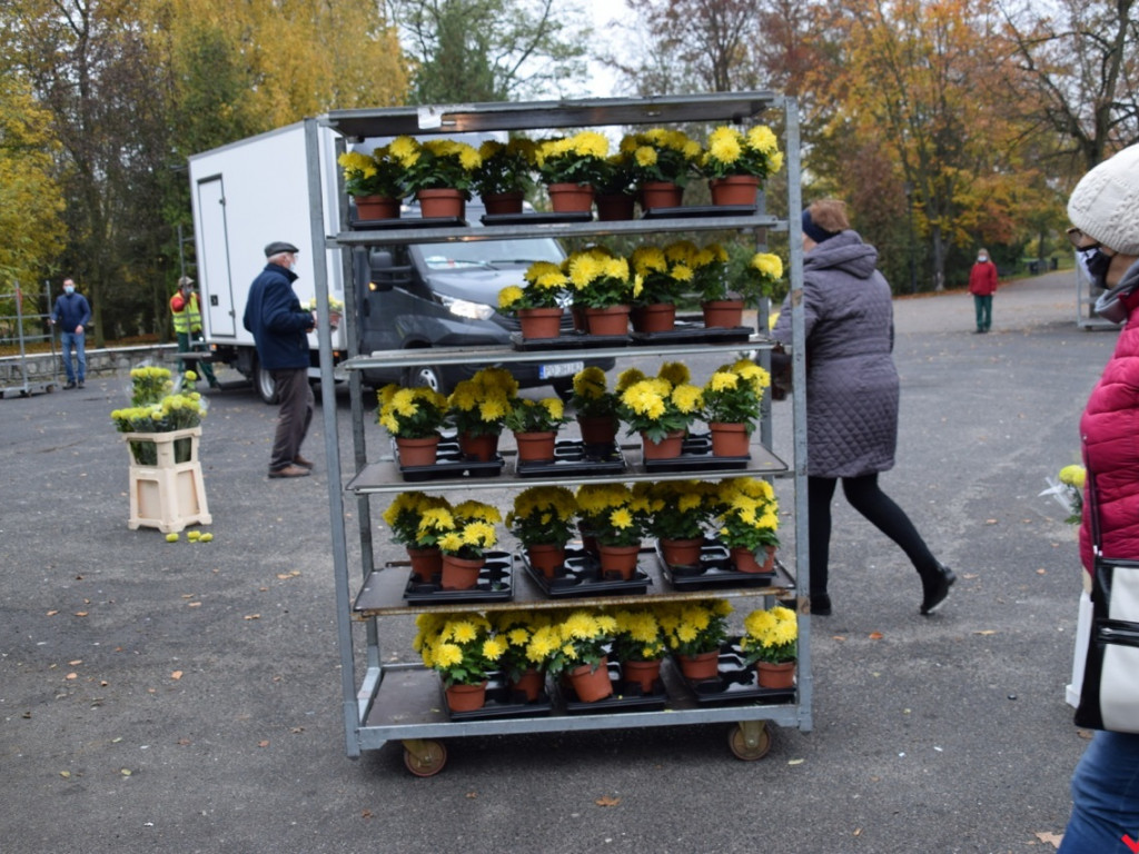 Chryzantemy we Wrześni rozeszły się błyskawicznie. Większość trafi do ogródków i na balkony
