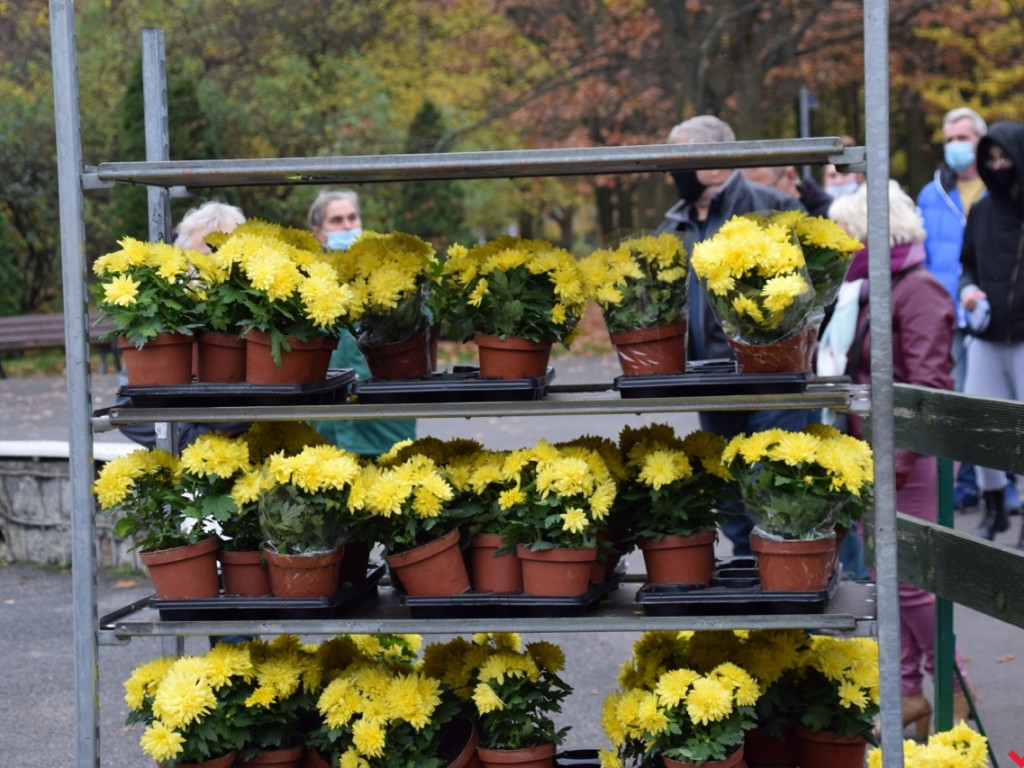 Chryzantemy we Wrześni rozeszły się błyskawicznie. Większość trafi do ogródków i na balkony