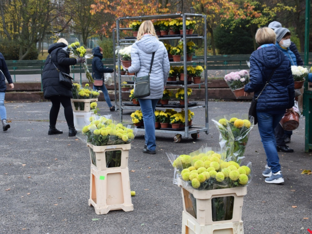 Chryzantemy we Wrześni rozeszły się błyskawicznie. Większość trafi do ogródków i na balkony