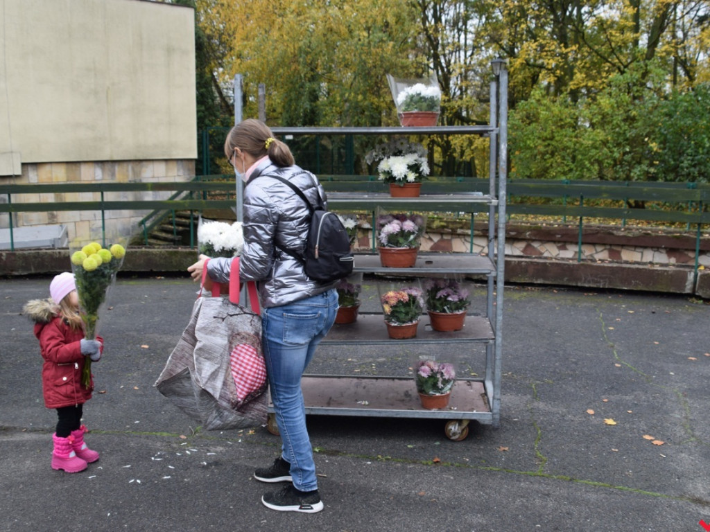Chryzantemy we Wrześni rozeszły się błyskawicznie. Większość trafi do ogródków i na balkony