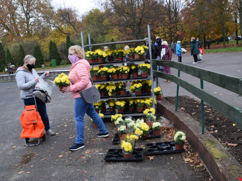 Chryzantemy we Wrześni rozeszły się błyskawicznie. Większość trafi do ogródków i na balkony