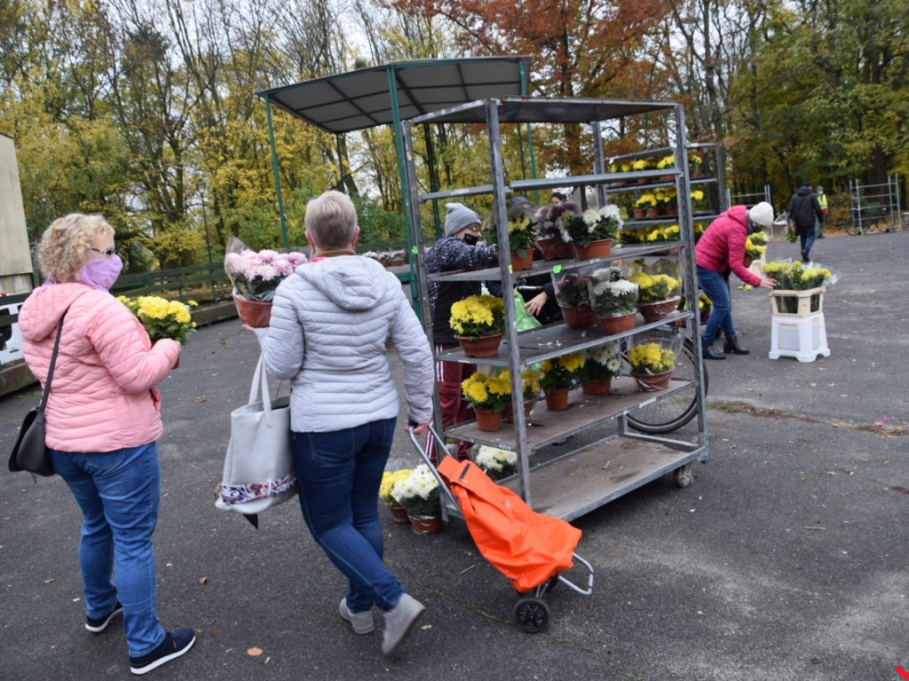 Chryzantemy we Wrześni rozeszły się błyskawicznie. Większość trafi do ogródków i na balkony