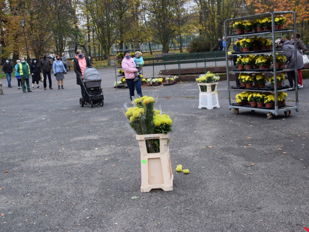 Chryzantemy we Wrześni rozeszły się błyskawicznie. Większość trafi do ogródków i na balkony