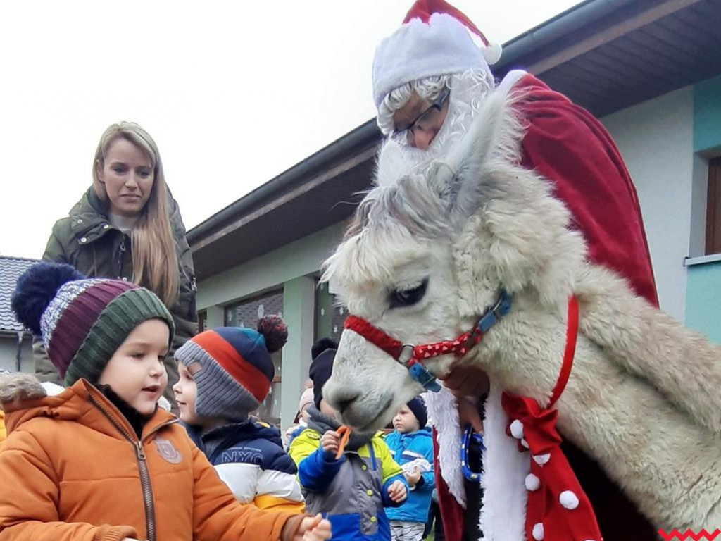 Mikołaj i alpaki w przedszkolu Bajkowy Świat w Pyzdrach