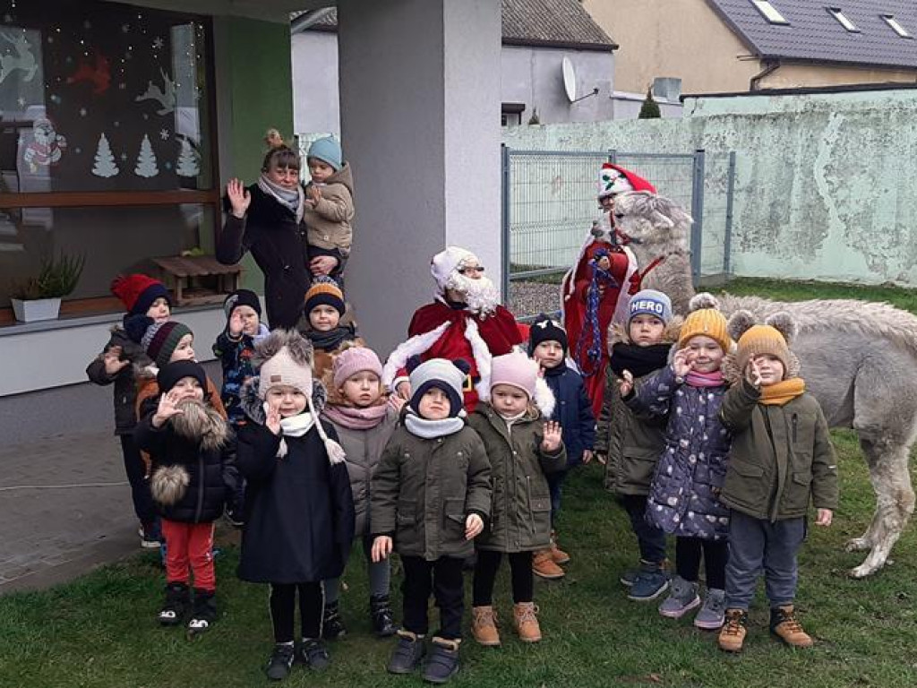 Mikołaj i alpaki w przedszkolu Bajkowy Świat w Pyzdrach
