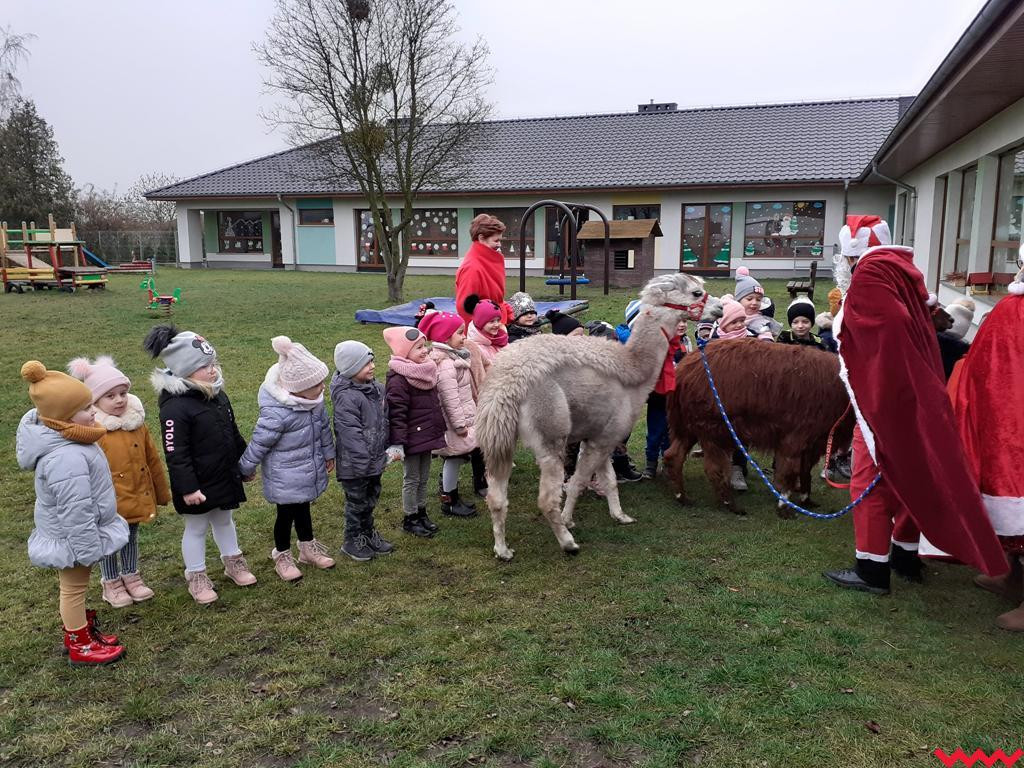 Mikołaj i alpaki w przedszkolu Bajkowy Świat w Pyzdrach
