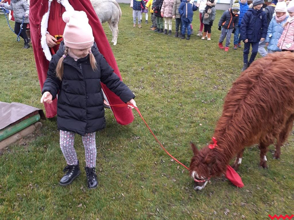 Mikołaj i alpaki w przedszkolu Bajkowy Świat w Pyzdrach