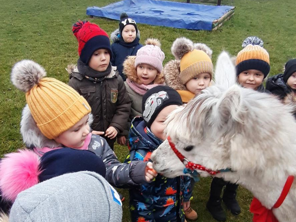 Mikołaj i alpaki w przedszkolu Bajkowy Świat w Pyzdrach