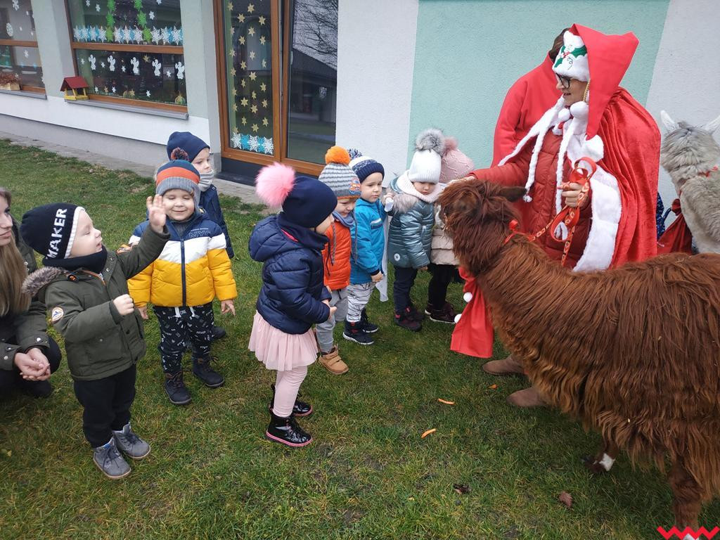 Mikołaj i alpaki w przedszkolu Bajkowy Świat w Pyzdrach