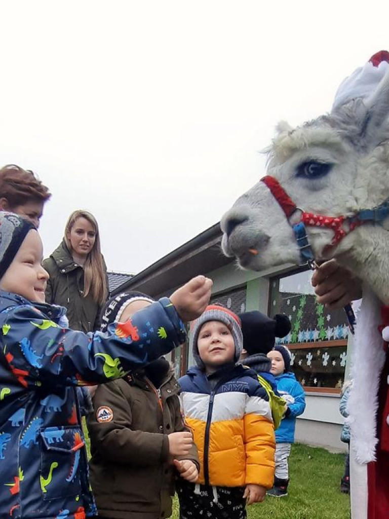 Mikołaj i alpaki w przedszkolu Bajkowy Świat w Pyzdrach