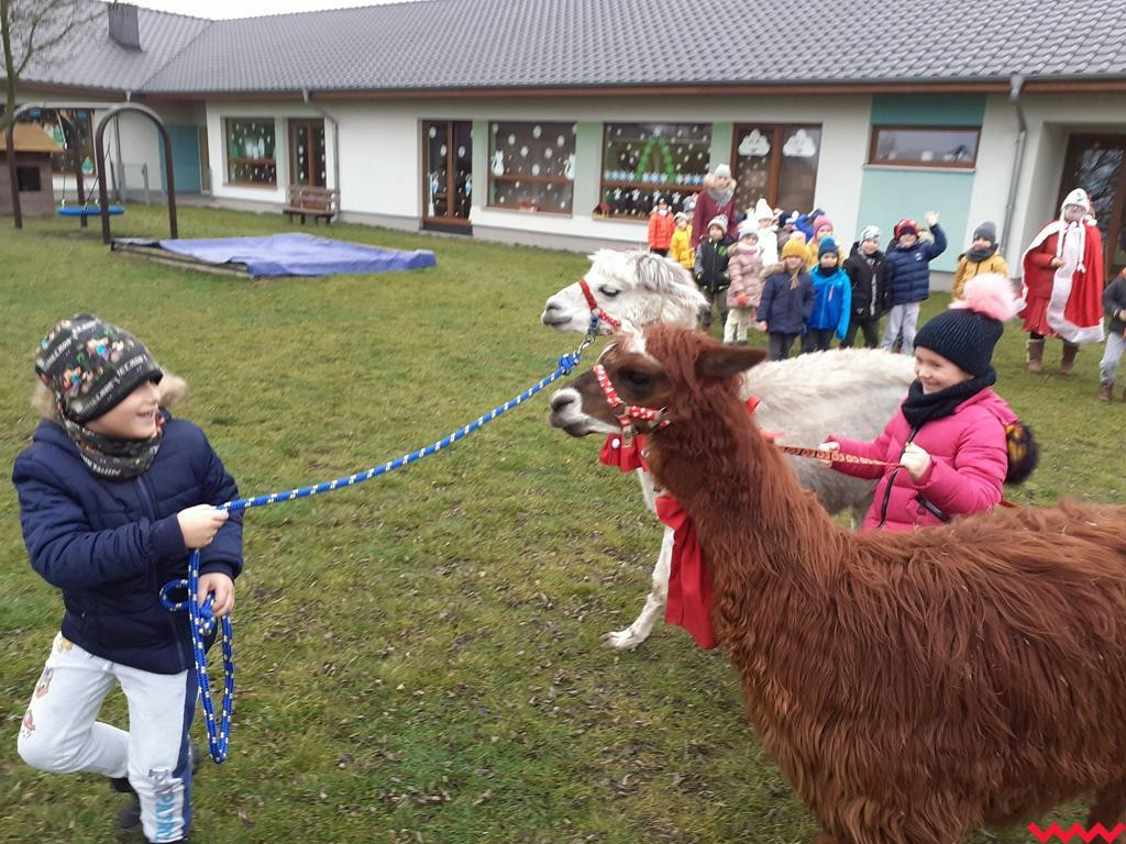 Mikołaj i alpaki w przedszkolu Bajkowy Świat w Pyzdrach