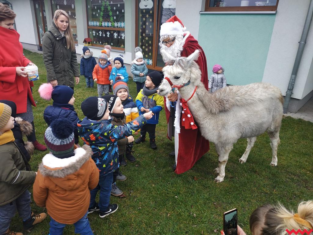 Mikołaj i alpaki w przedszkolu Bajkowy Świat w Pyzdrach