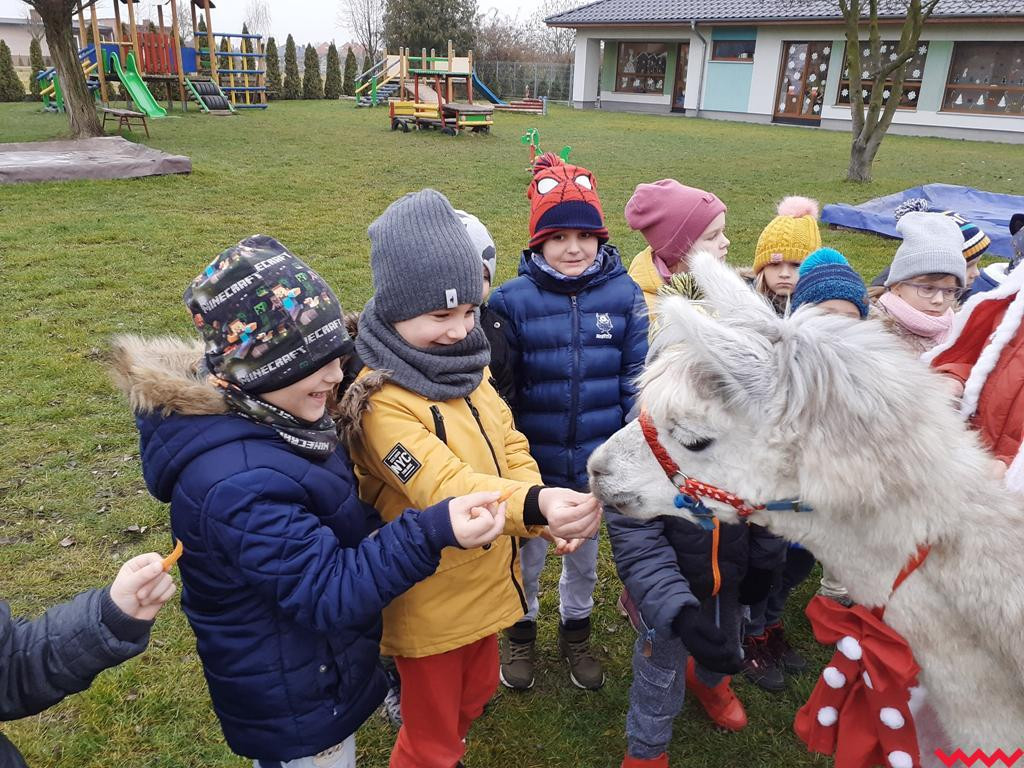 Mikołaj i alpaki w przedszkolu Bajkowy Świat w Pyzdrach
