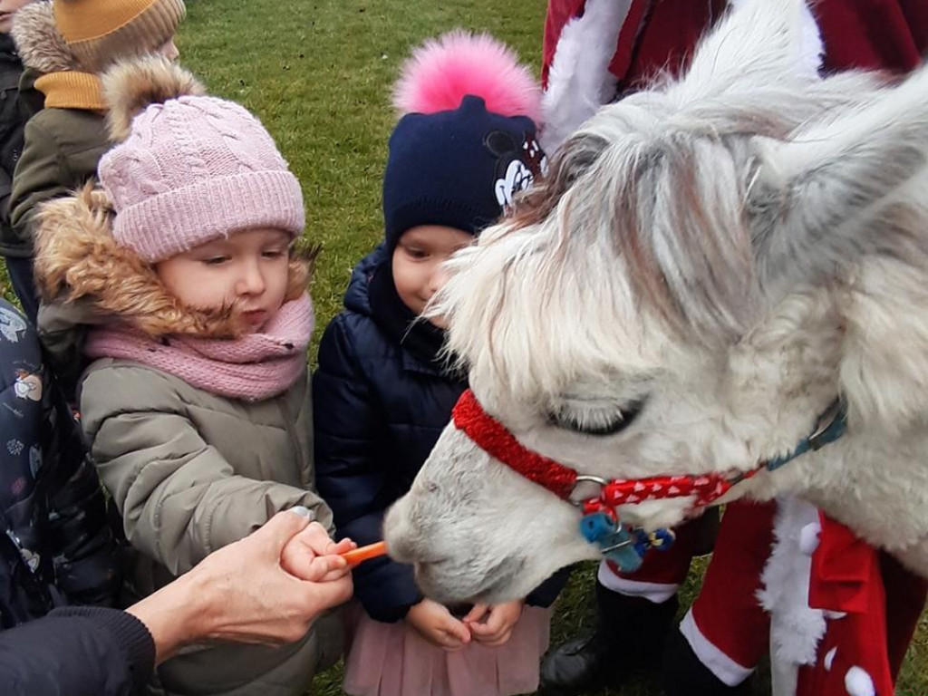 Mikołaj i alpaki w przedszkolu Bajkowy Świat w Pyzdrach