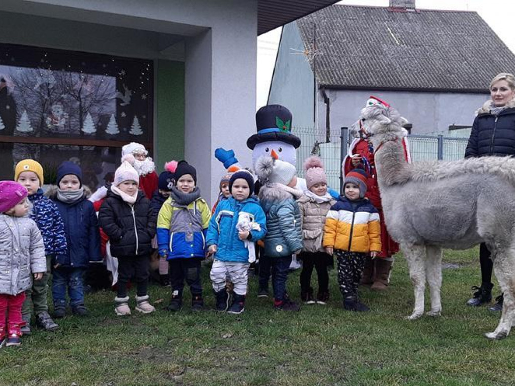 Mikołaj i alpaki w przedszkolu Bajkowy Świat w Pyzdrach