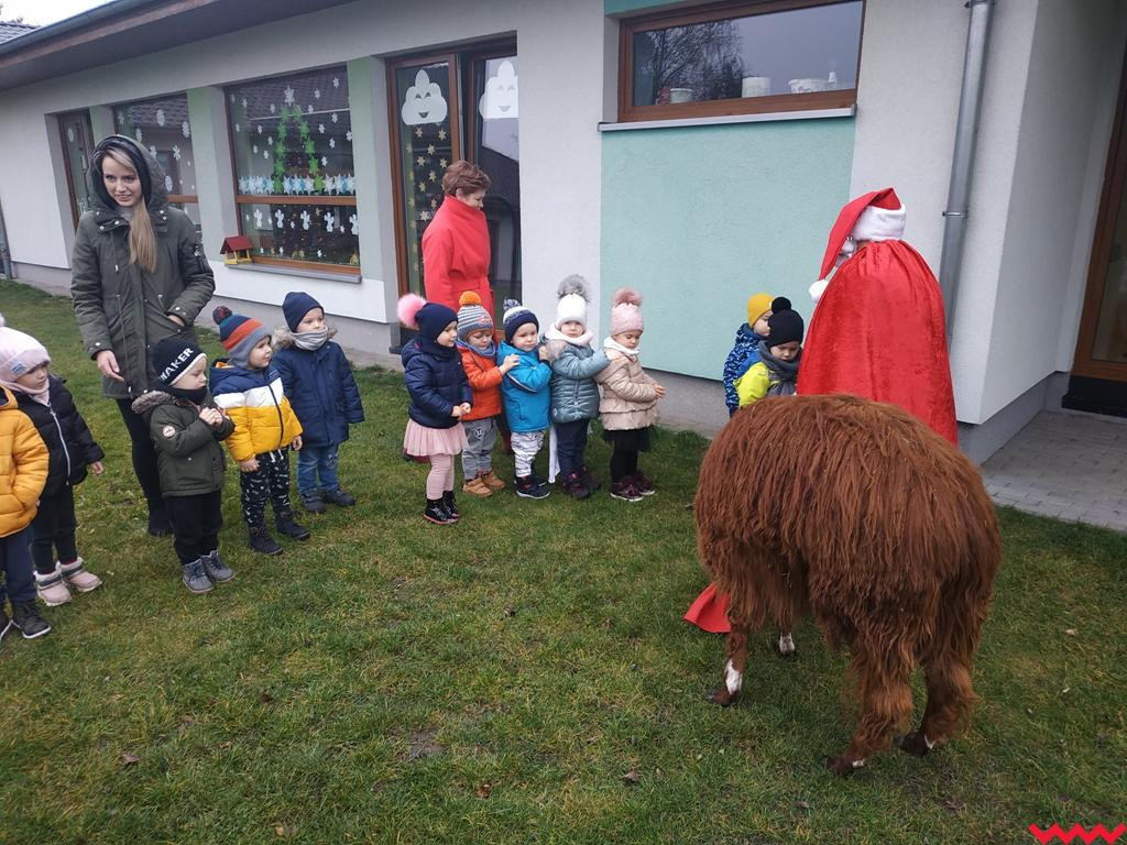 Mikołaj i alpaki w przedszkolu Bajkowy Świat w Pyzdrach
